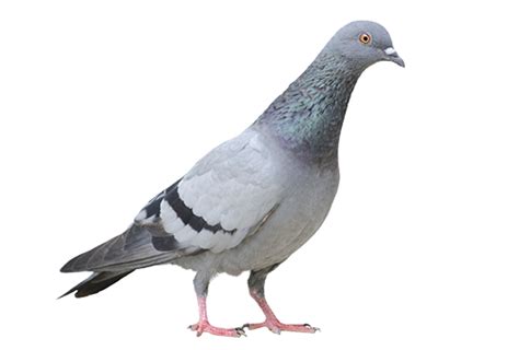 Pigeon Png Free Download Png Mart