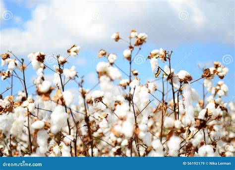 Cotton Field Stock Image Image Of Field Fluffy Cotton 56192179
