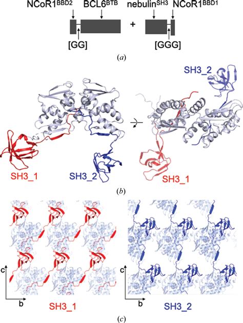 Iucr Functionalization Of The Bcl6 Btb Domain Into A Noncovalent