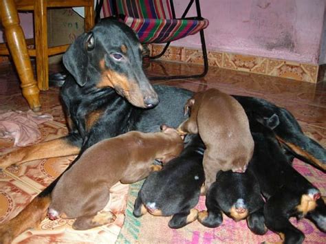 These doberman puppies cost from about $800 to $1200. Original doberman puppies available @ 3500rs. for Sale in Chengalpattu, Tamil Nadu Classified ...