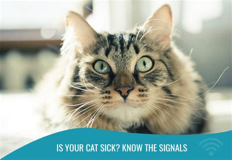 Is Your Cat Sick Know The Signals