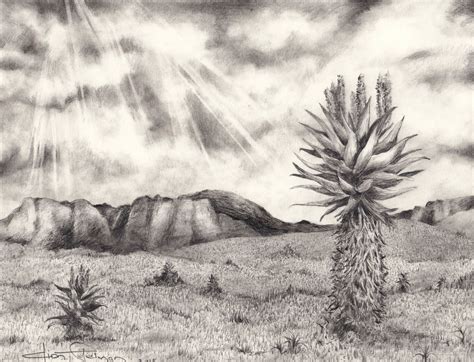Karoo Landscape Graphite Pencil On Paper 2015 Artist Dion