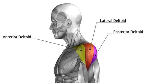 Vastral Physiotherapy Clinic Deltoid Muscle Anatomy