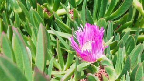 Pink Ice Plant How To Care And Propagate Outdoor Garden Accessories