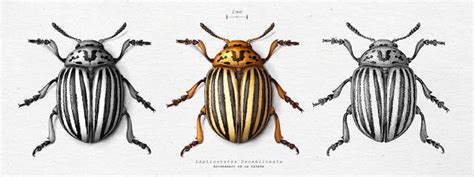 Pin On Ilustra Entomología Curso Online