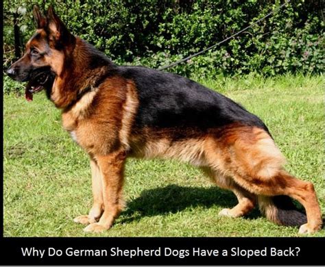 Why Do German Shepherds Have A Sloping Back Dog Discoveries