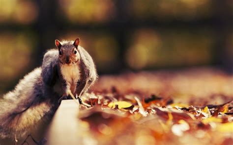 Pictures Of Cute Squirrels Hd Desktop Wallpapers 4k Hd