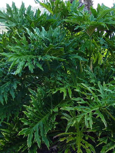 The large 'split leaf philodendron' outside my office i the first photo is philodendron bipinnatifidum, synonym philodendron selloum. Lg. Giant Split Leaf Phil Plant (philodendron selloum ...