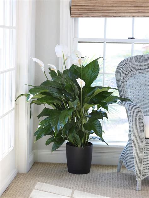 How To Grow And Care For Peace Lily Plants Lily Plants Growing