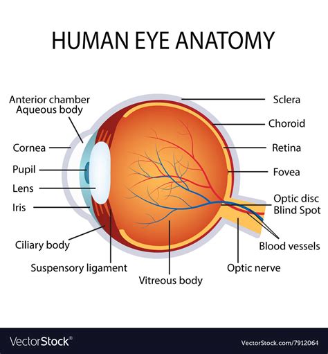 Human Eye Anatomy Royalty Free Vector Image Vectorstock