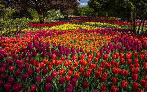 Park Filled With Tulips