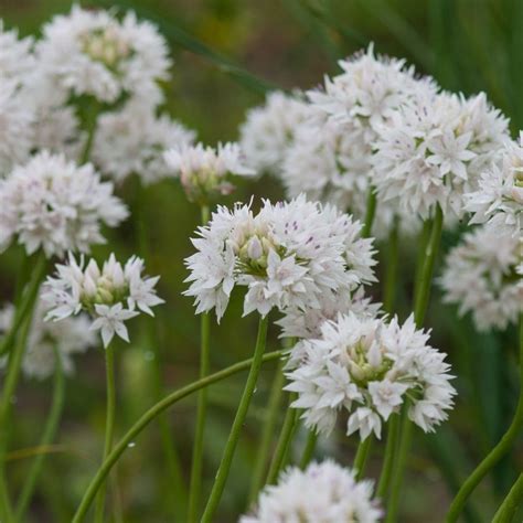 Buy Allium Bulbs Allium Amplectens Graceful Beauty £399 Delivery By