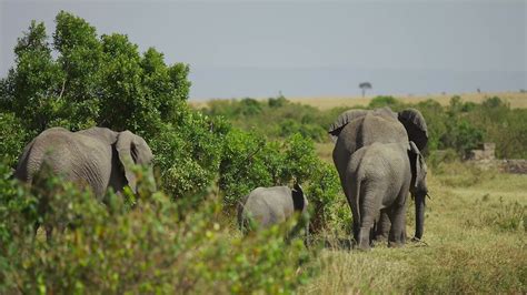 Untamed Safaris Bespoke African Safari Packages