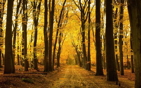 Download Wallpaper 1920x1200 Autumn Forest Trees Path