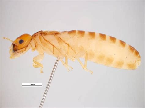 Drywood Termites Types Identification Signs And Treatment