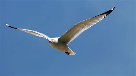 2560x1440 Seagull Wallpaper Coolwallpapersme