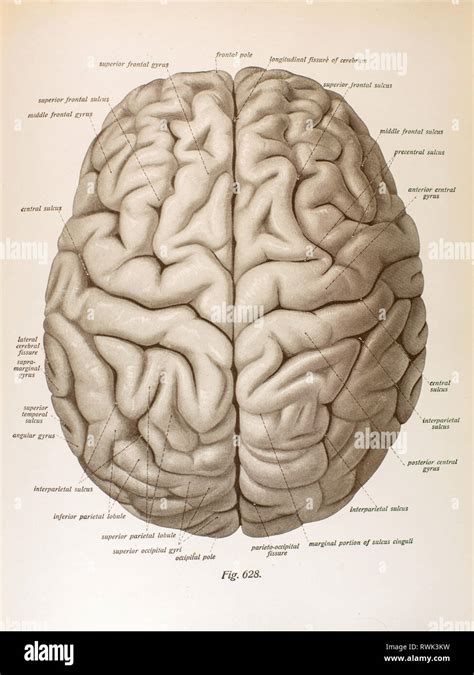 Human Brain Diagram Top View