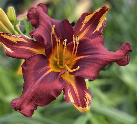 Wallingford Flamethrower (2023 Introduction) - SF--SOLD OUT — CT Daylily