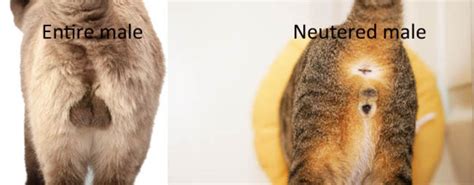 How To Tell If A Cat Has Been Spayed Or Neutered Cat World