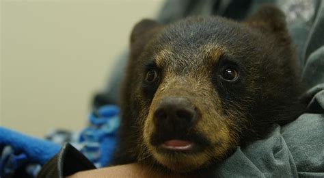 Orphaned Bear Cubs Rescued In New Canadian Tv Show News