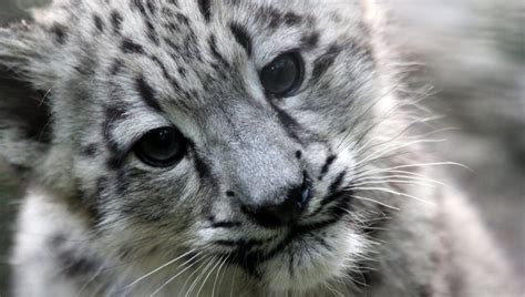 El Leopardo De Las Nieves Un Felino De Piel Blanca Al Borde De La