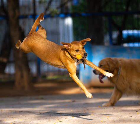 Dog Jumping To Catch The Ball In The Air Stock Image Image Of