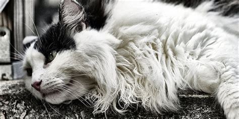 See more ideas about cat health problems, cat health care, cat health remedies. How to Remove Mats From a Longhaired Cat (Vet-Approved Advice)