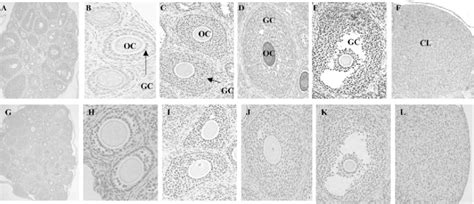 Immunolocalization Of Survivin In Mouse Ovarian Follicles At Various