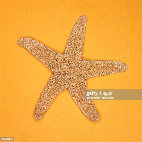 Starfish Skeleton Photos And Premium High Res Pictures Getty Images