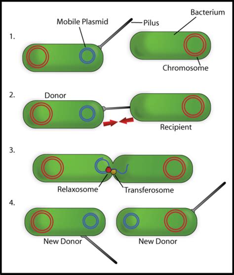 Sexual Reproduction Definition Process And Types