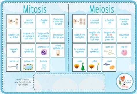 Mitosis And Meiosis Comparison Digital Card Sort Ks45 Teaching