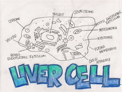 Displaying 8 worksheets for liver diagram. Liver Cell Drawing at GetDrawings | Free download