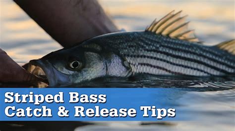 Striped Bass Catch And Release Tips Youtube
