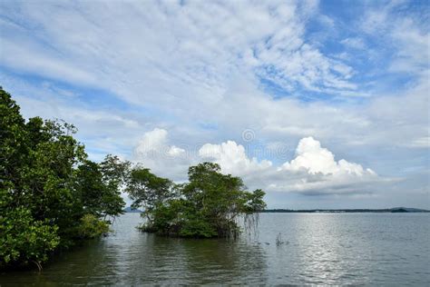 Mangroves Forest Coastal Area Stock Image Image Of Capable Form
