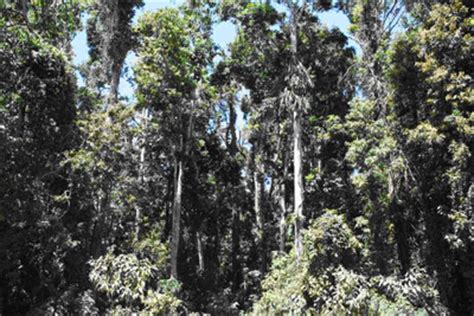 601 x 900 jpeg 229 кб. ENV509 | Module 3: Fundamentals of rainforest ecology