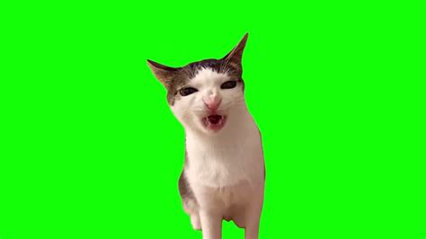 Green Screen Crunchy Cat Luna Meme Youtube