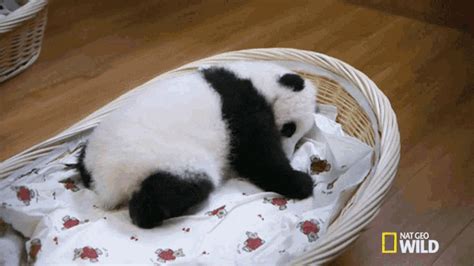 Sleepy Sleepy Sleepy Pandas  Sleepy Sleepy Sleepy Pandas Tired