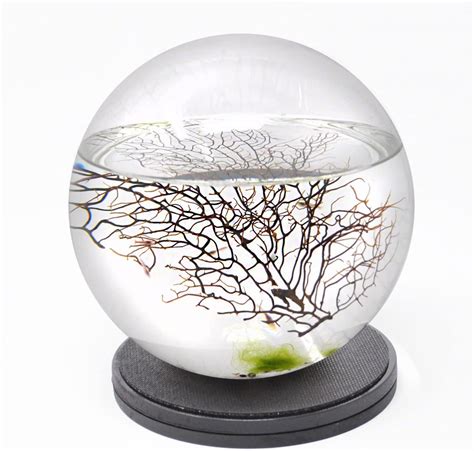 buy ecosphere closed aquatic ecosystem sphere with revolving base online in india b071vf8x1w