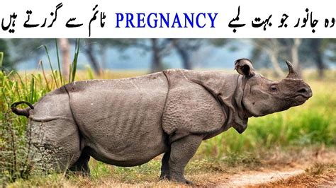 Longest Pregnancy Period Animals Youtube