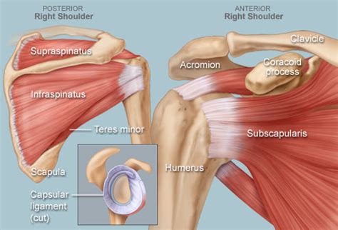 The shoulder muscles produce the characteristic shape of the shoulder and can be classified into two groups: Right Shoulder Pain: Causes and Treatments | IYTmed.com