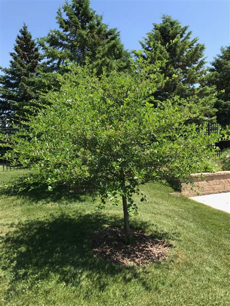 Drought Tolerant Trees For The Northern Plains Finegardening