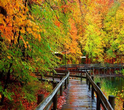 Bridge Autumn Forest Bonito Cute Look Nice Hd Wallpaper Peakpx