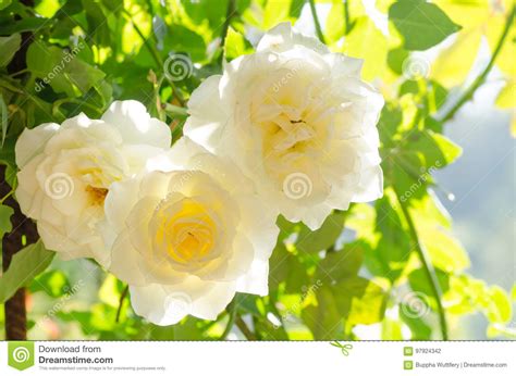 White Roses Flower In A Garden Stock Photo Image Of Roses Floral