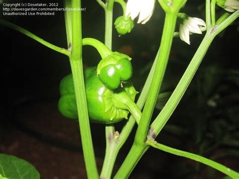 Based on the photos, it looks like you have a pretty severe infestation of early blight. PlantFiles Pictures: Bell Pepper 'King Arthur' (Capsicum ...