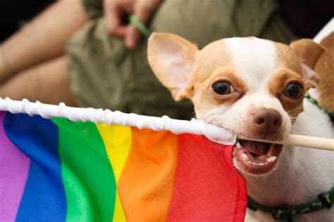 Can Dogs Be Gay Pinknews · Pinknews
