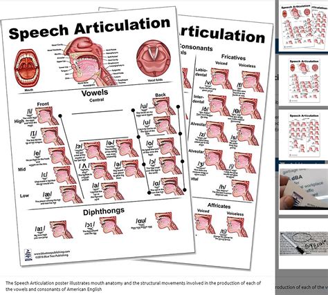 The Speech Articulation Poster Illustrates Mouth Anatomy And The