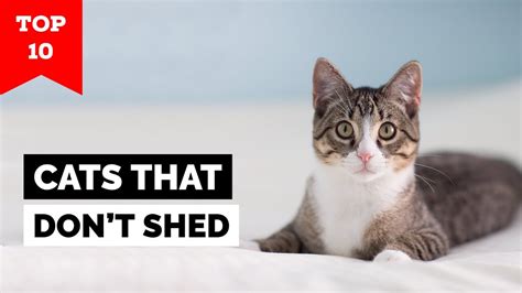 Top 10 Cat Breeds That Dont Shed