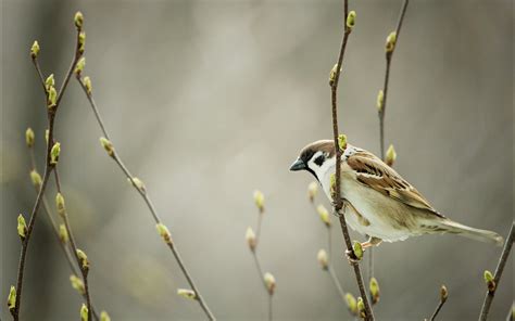 Download Animal Sparrow Hd Wallpaper