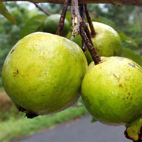 Guava Allhabad Safed Fruit Plants And Tree Exotic Space