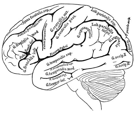 Vintage Anatomy Images Human Brain The Graphics Fairy